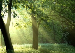 green-trees-sunshine-forest-forest-trees-the-rays-of-the-sun-nature