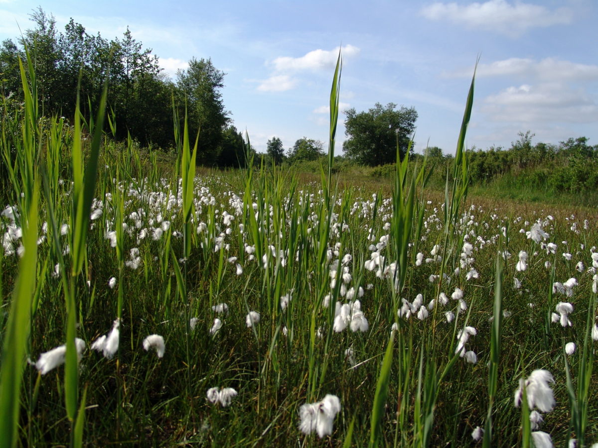 Stop landjepik in het agrarisch landschap