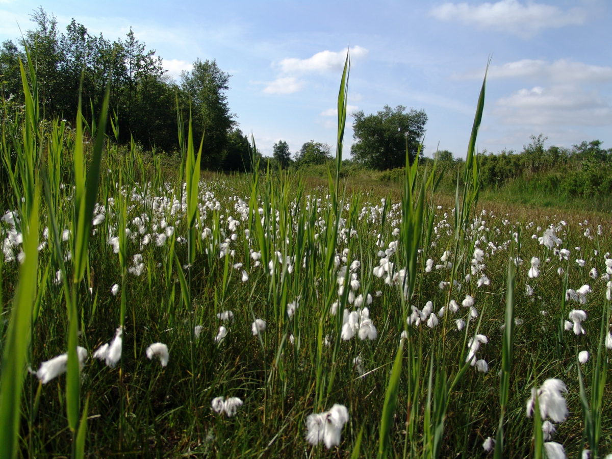 Natuurorganisaties roepen publiek op om te stemmen voor natuur