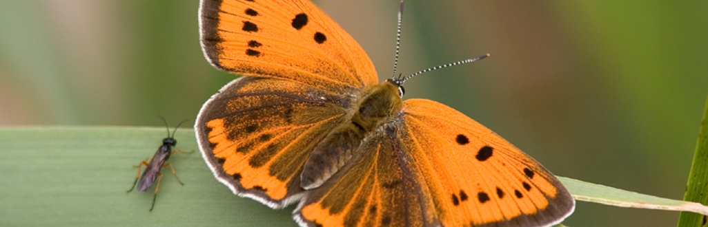 Oproep code rood voor natuur