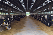 GNMF vraagt met spoed om schorsing omgevingsvergunning megastal Wichmond