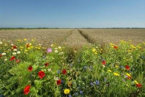 Energieakkoord in cruciale fase, nú leiderschap nodig