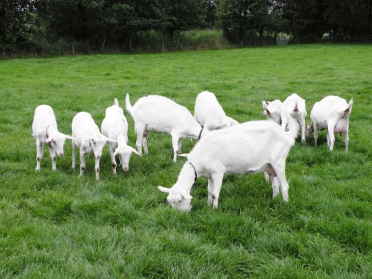 GNMF in beroep tegen stal met 5100 geiten in Rossum