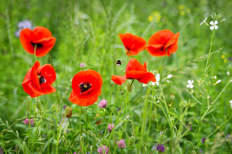 Next steps voor het Deltaplan Biodiversiteitsherstel