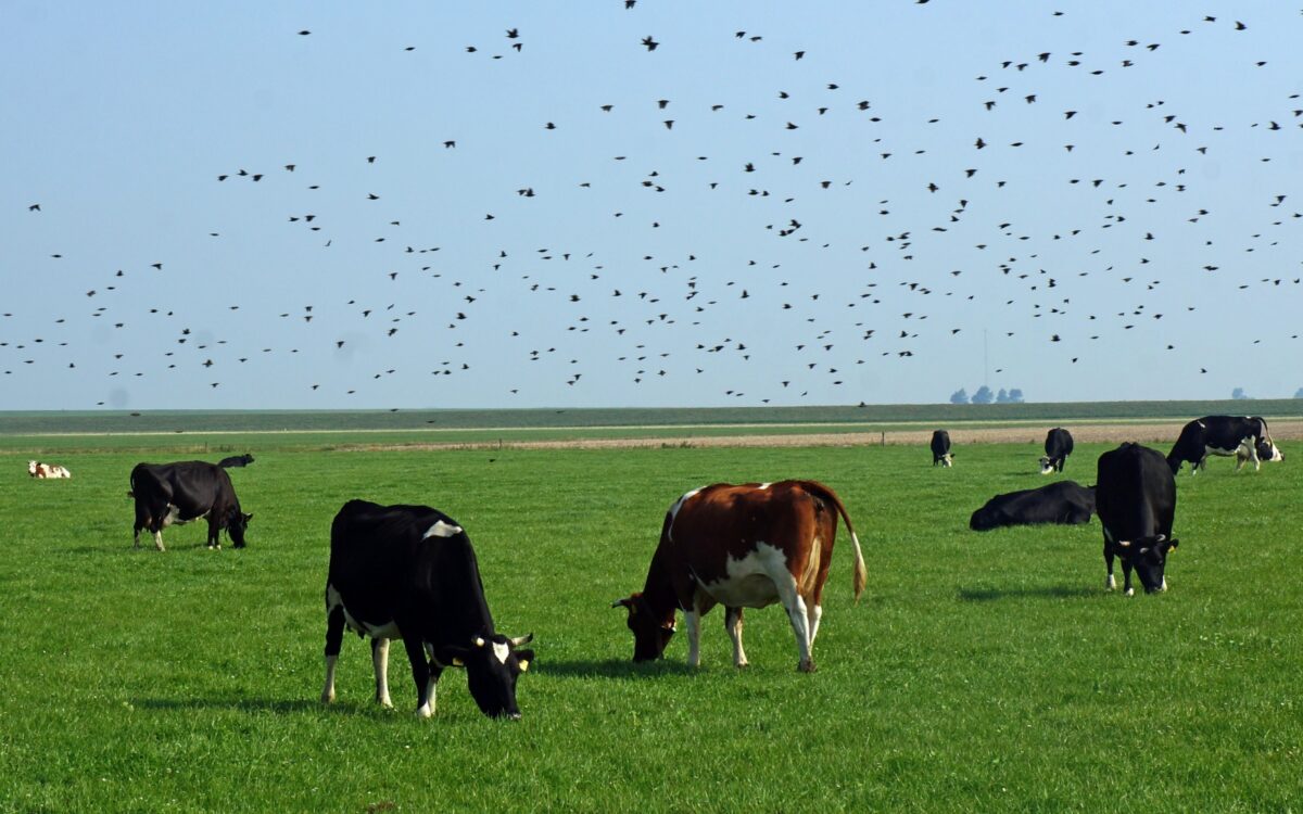 Boze boeren: landbouwsysteem zelf moet worden aangepakt