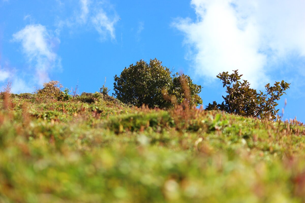 Natuur en Milieufederaties ondertekenen Green Deal Groene Daken