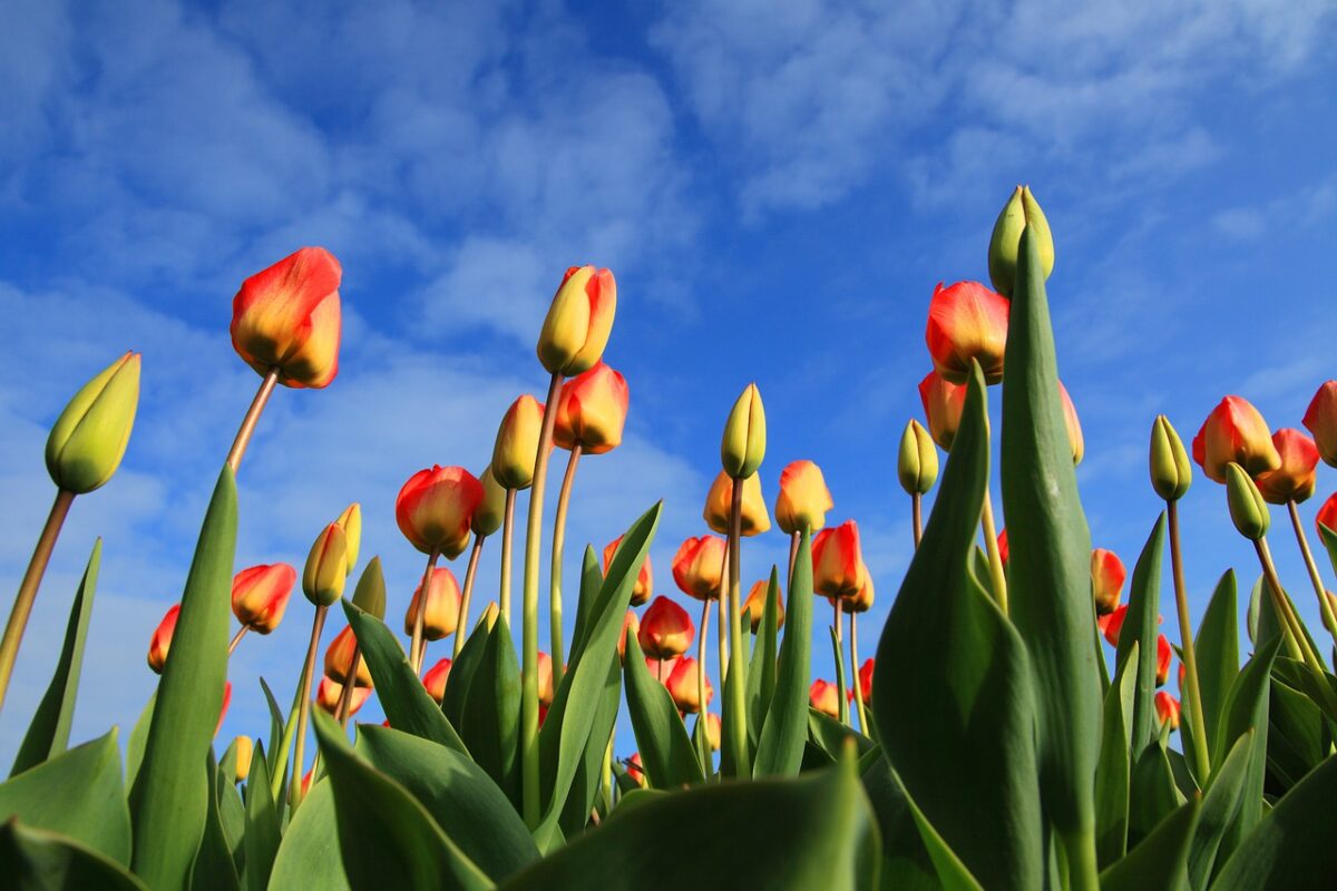 Tulpenbollen weer terug op het menu