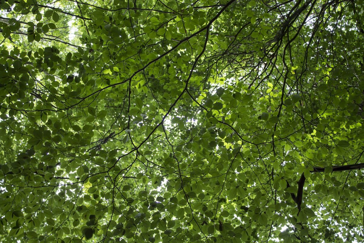 Natuur- en Milieufederaties gaan in gesprek over groen herstel