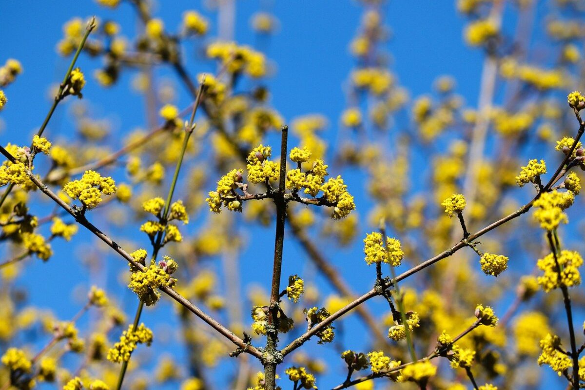 Plan Boom | Beginners-pakket voor een boompje in eigen tuin