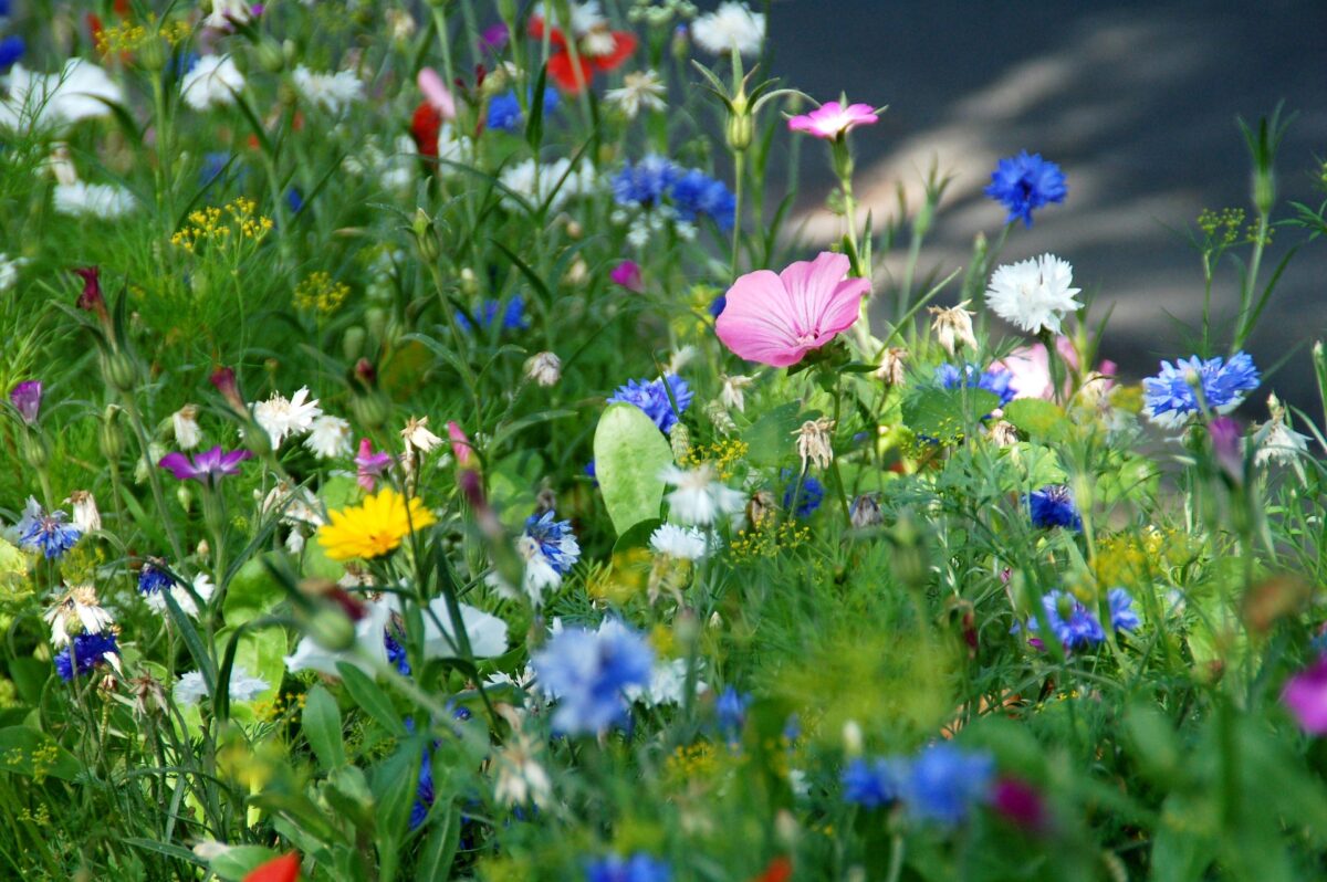 22 mei: Internationale Dag van de Biodiversiteit