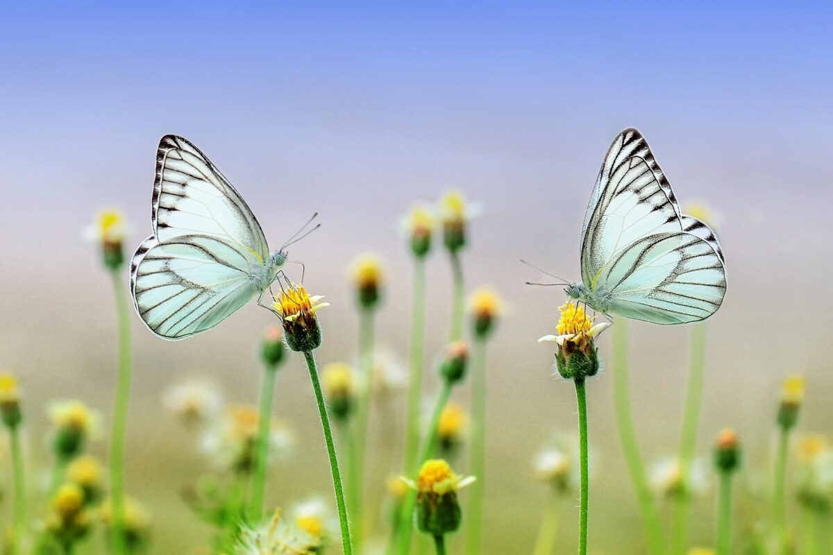 Hoe maak jij grijs groener? Ga aan de slag met biodiversiteit in jouw omgeving