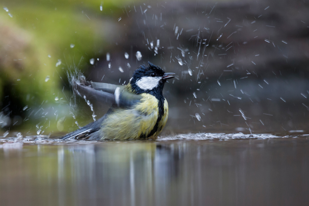 Wij kunnen niet zonder natuur: oproep 64 organisaties aan kabinet