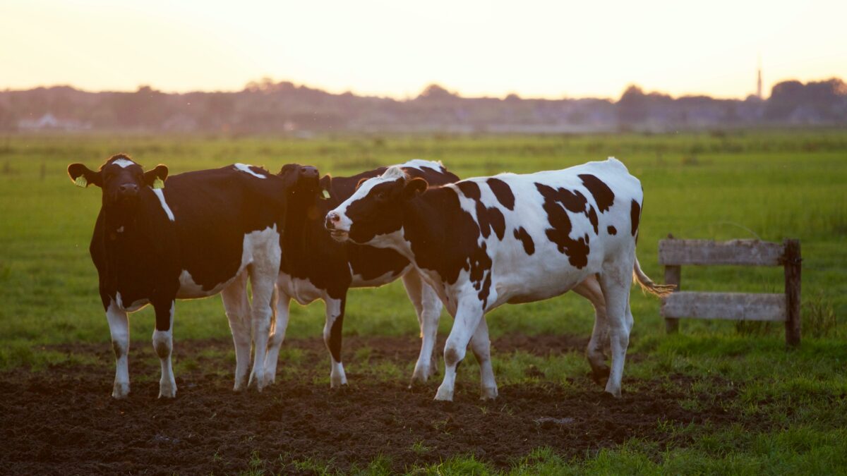 Natuur en Milieufederaties: stikstofdoelen overeind, natuur kan niet wachten