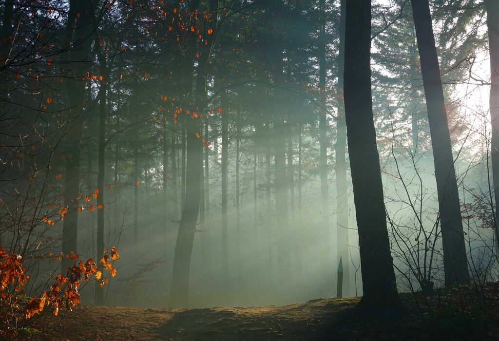 Natuur Nederland: bos in de mist
