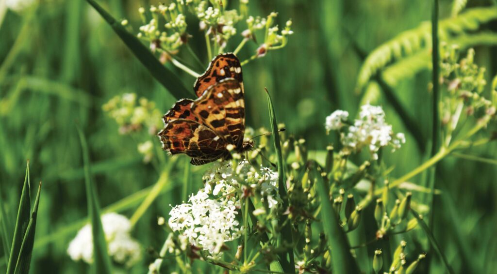 Internationale dag van de biodiversiteit