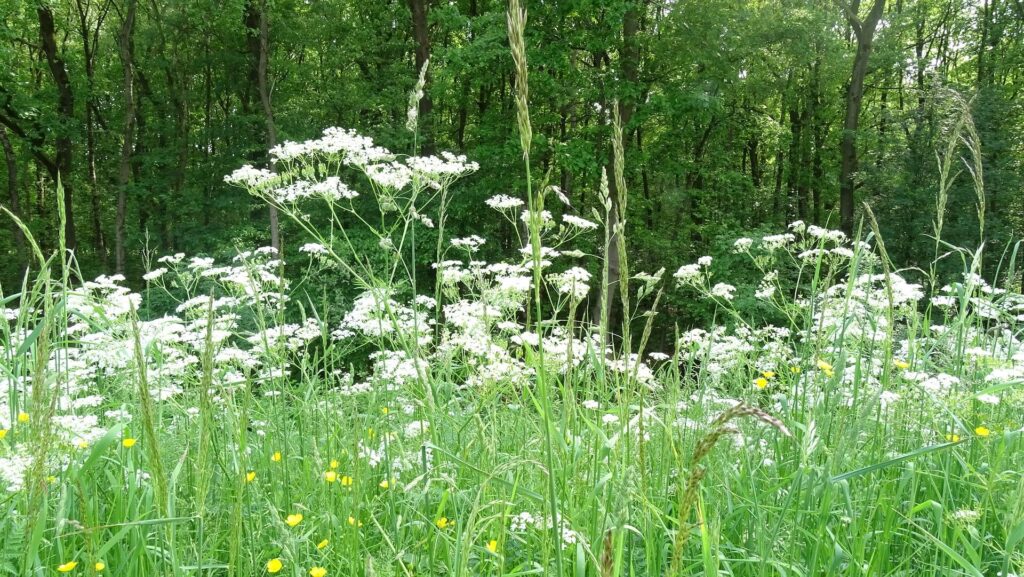 Bloemen natuurherstelwet