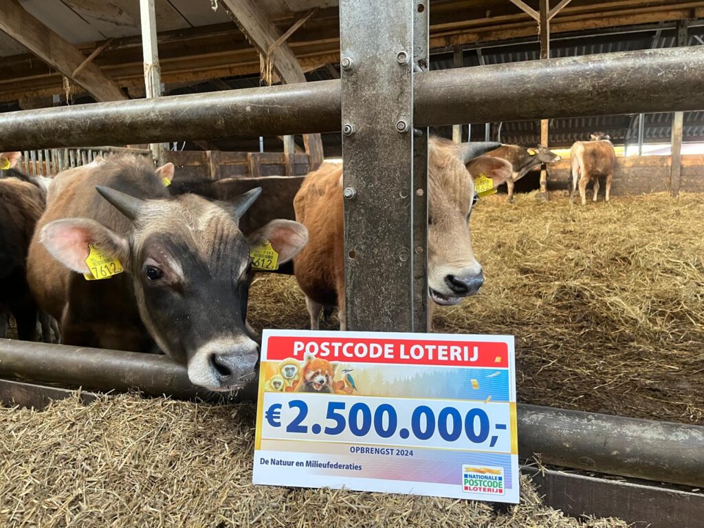 Jerseystiertjes op Boerderij Eyckenstein met cheque Postcode Loterij