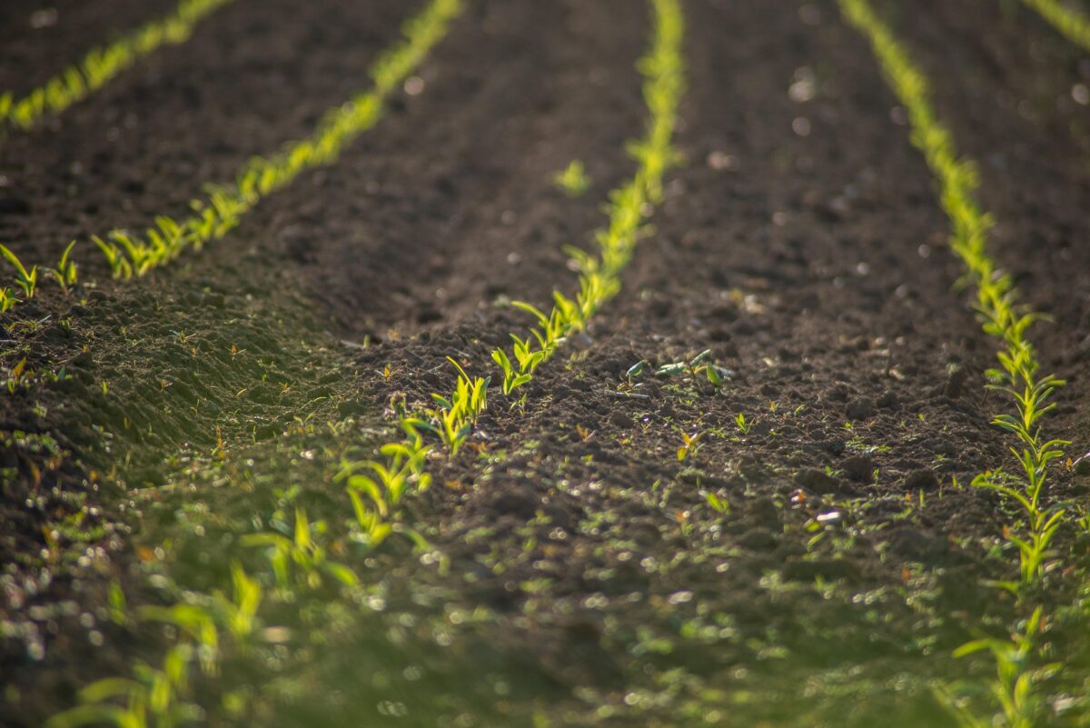 Blog | Tussen vergif en vertrouwen
