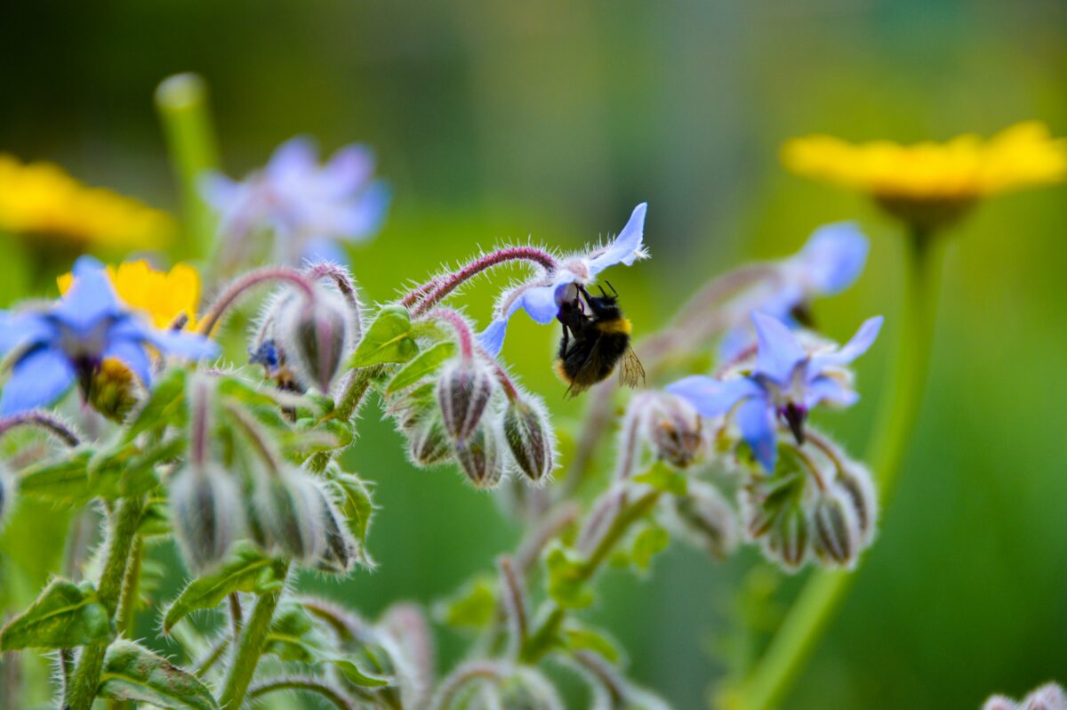 Manifest: Natuur en klimaat zijn geen bijzaak, maar noodzaak