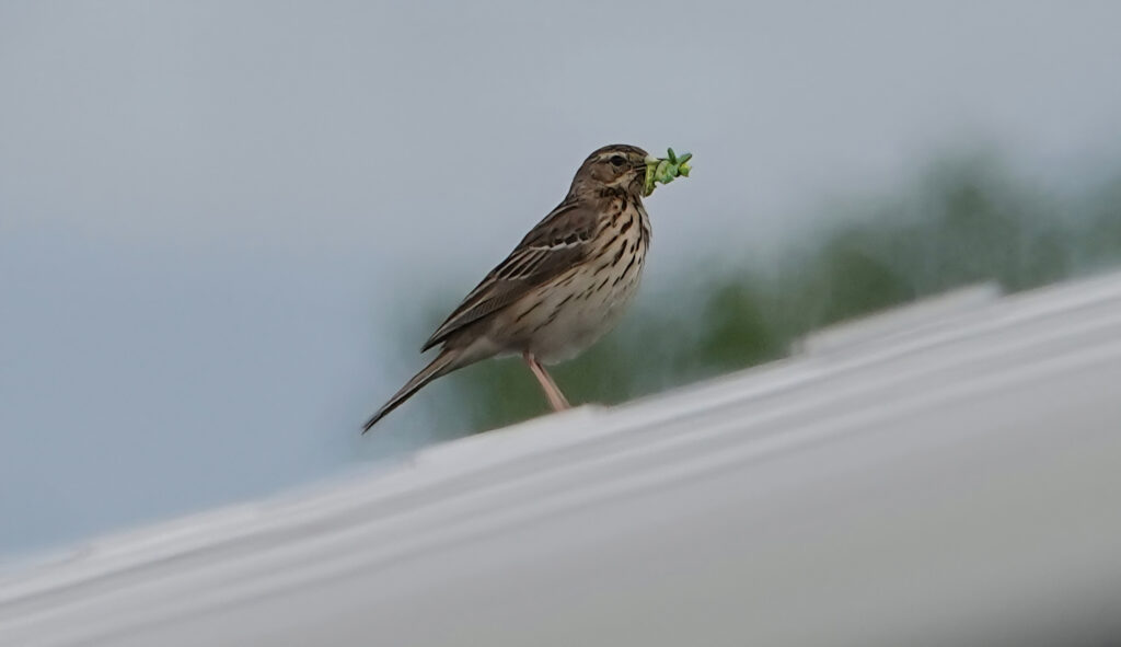 vogels spotten Energietuin Assen Zuid 
